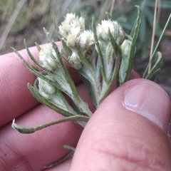 Pseudognaphalium viscosum