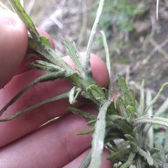 Pseudognaphalium viscosum