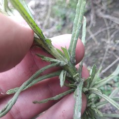 Pseudognaphalium viscosum