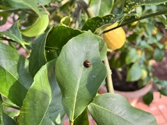 Harmonia axyridis