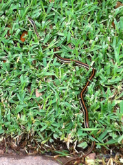 Thamnophis proximus proximus