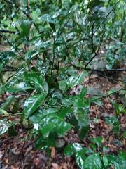 Glycosmis parviflora