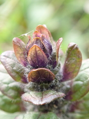 Ajuga reptans