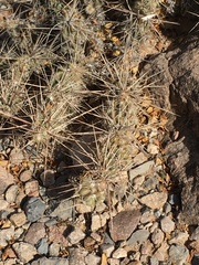 Grusonia grahamii