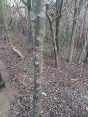 Cnidoscolus megacanthus