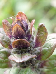 Ajuga reptans