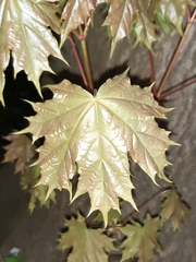 Acer platanoides