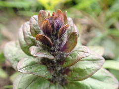 Ajuga reptans
