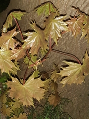 Acer platanoides