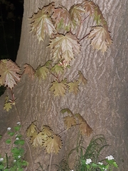 Acer platanoides