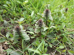 Ajuga reptans