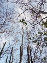 Cnidoscolus megacanthus