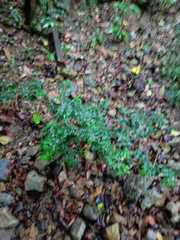 Selaginella uncinata