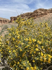 Caragana balchaschensis
