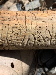 Pityogenes bidentatus