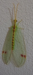 Norfolius howensis