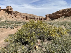 Caragana balchaschensis