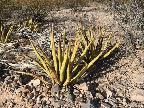 lechuguilla
