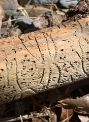 Pityogenes bidentatus