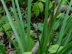 Hyacinthoides