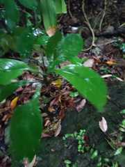 Corynocarpus