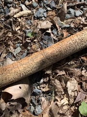 Pityogenes bidentatus