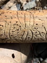 Pityogenes bidentatus