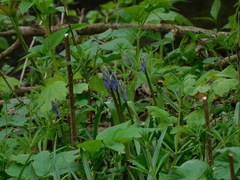 Hyacinthoides
