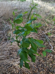 Ptelea trifoliata mollis
