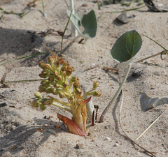 Petasites spurius