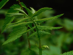 Filipendula ulmaria