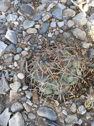 Echinocactus horizonthalonius horizonthalonius