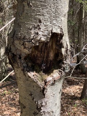 Neonectria ditissima