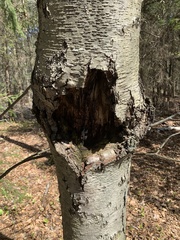 Neonectria ditissima