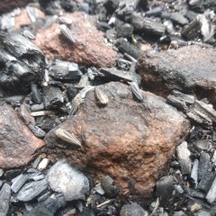 Graphocephala nigrifascia