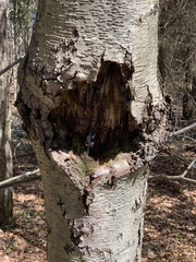 Neonectria ditissima