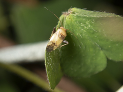 Anthophilolygus bakeri