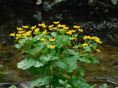 Caltha palustris