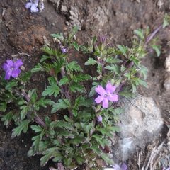 Glandularia teucriifolia
