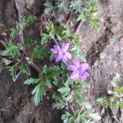 Glandularia teucriifolia