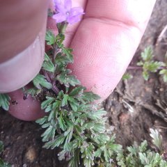Glandularia teucriifolia