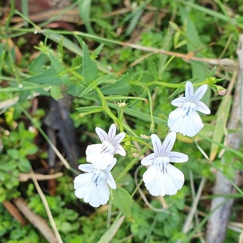 Image of Nemesia diffusa by (c) Corli du Toit Smith, some rights reserved (CC BY)