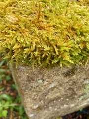 Bryophyta