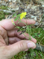 Oxalis colorea