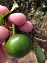 Vangueria