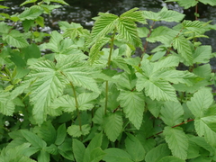 Filipendula ulmaria