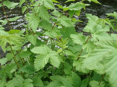 Filipendula ulmaria