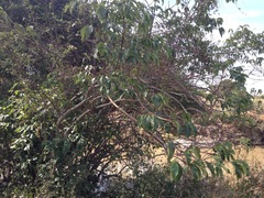 Vangueria