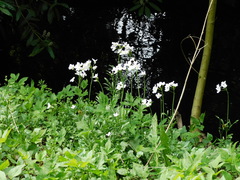Cardamine pratensis