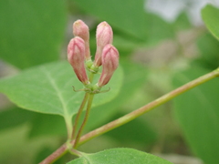 Lonicera